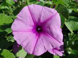 Image of ginger-leaf morning-glory