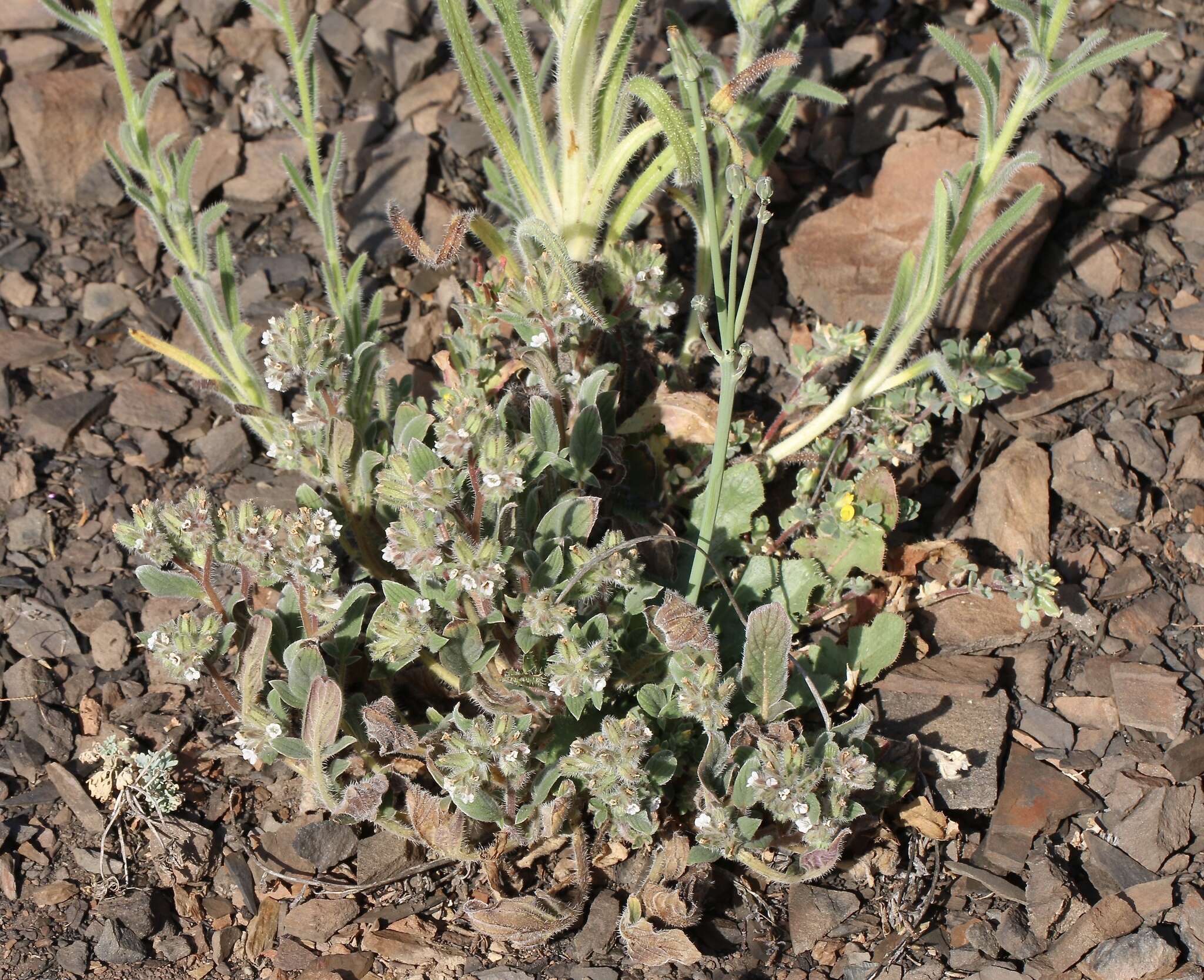 Image of Mt. Diablo phacelia