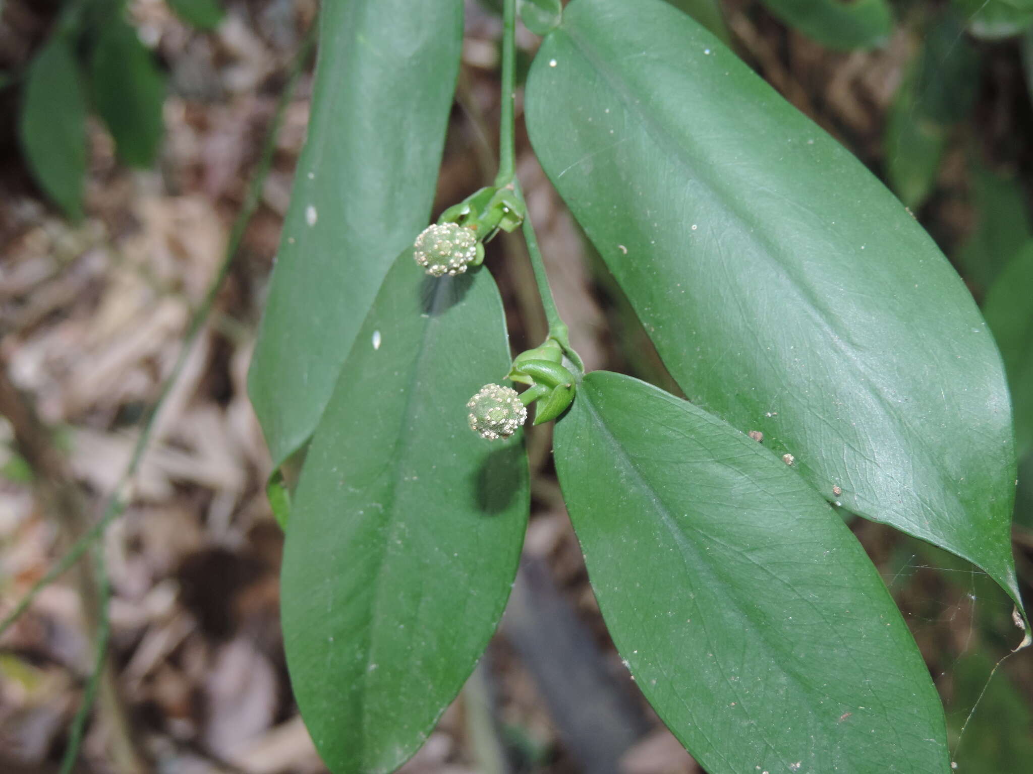 Image of Pothos chinensis (Raf.) Merr.