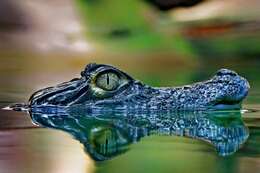 Image of Common Caiman