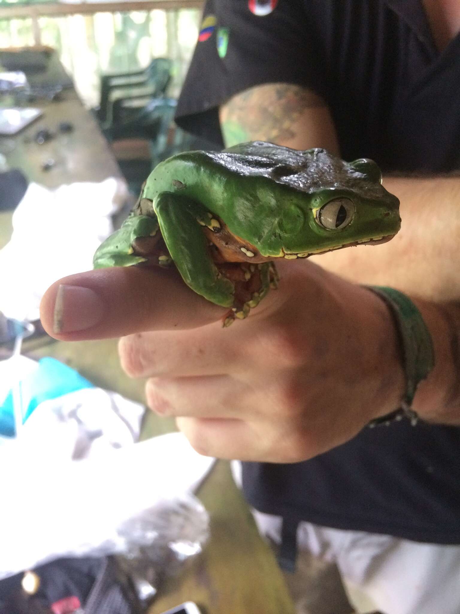 Image of Giant leaf frog