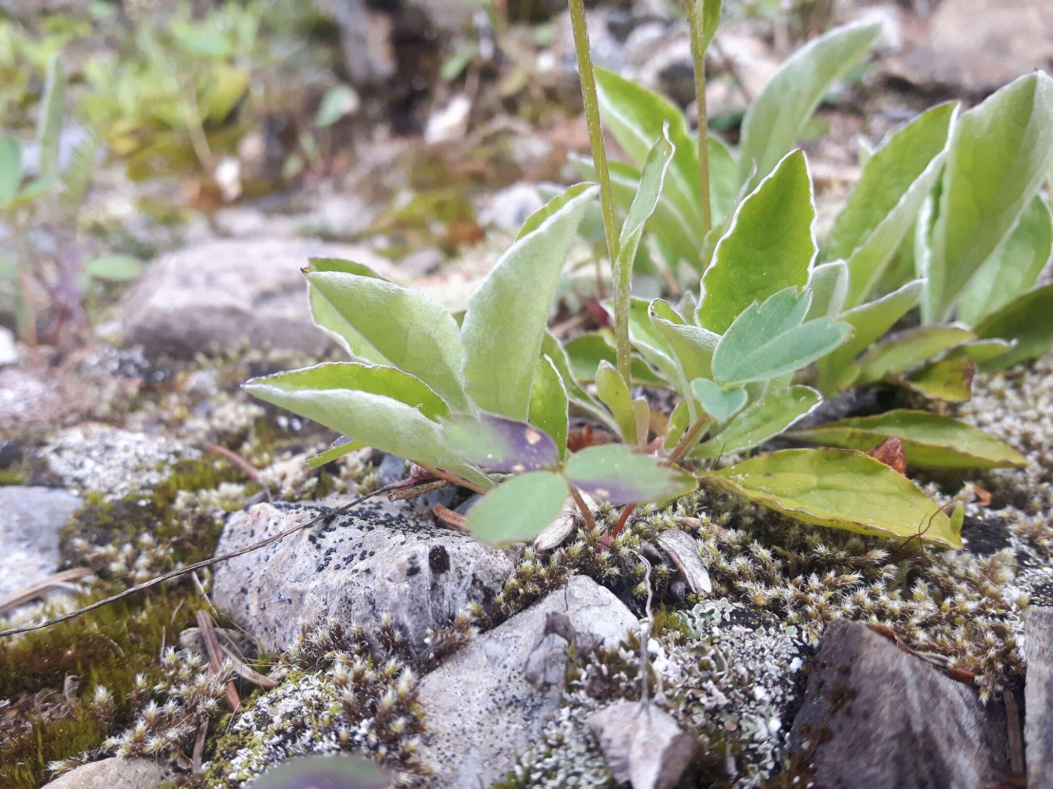 Imagem de Antennaria racemosa Hook.