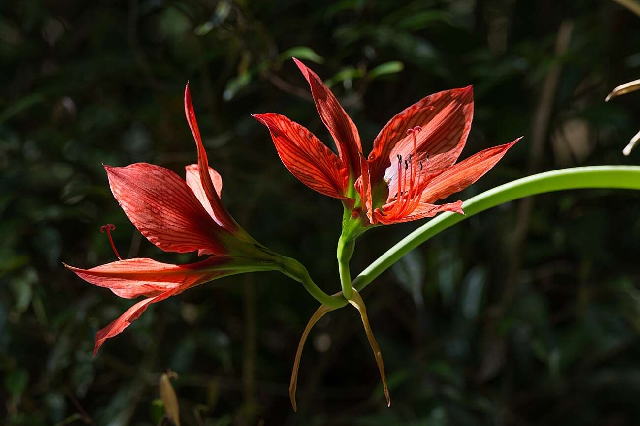 Imagem de Hippeastrum aulicum (Ker Gawl.) Herb.