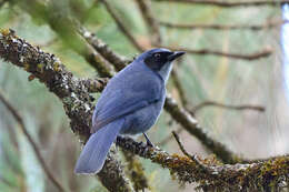 Image of Dwarf Jay