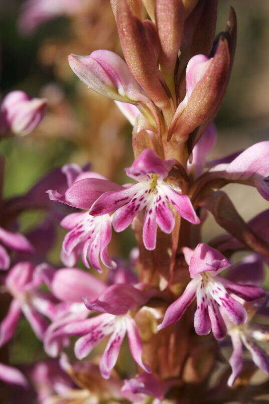 Image of Satyrium erectum Sw.