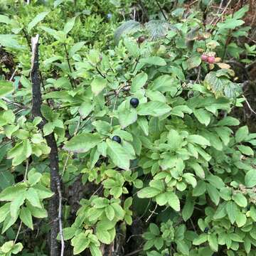 Image of Lonicera nigra L.