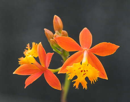 Sivun Epidendrum radicans Pav. ex Lindl. kuva