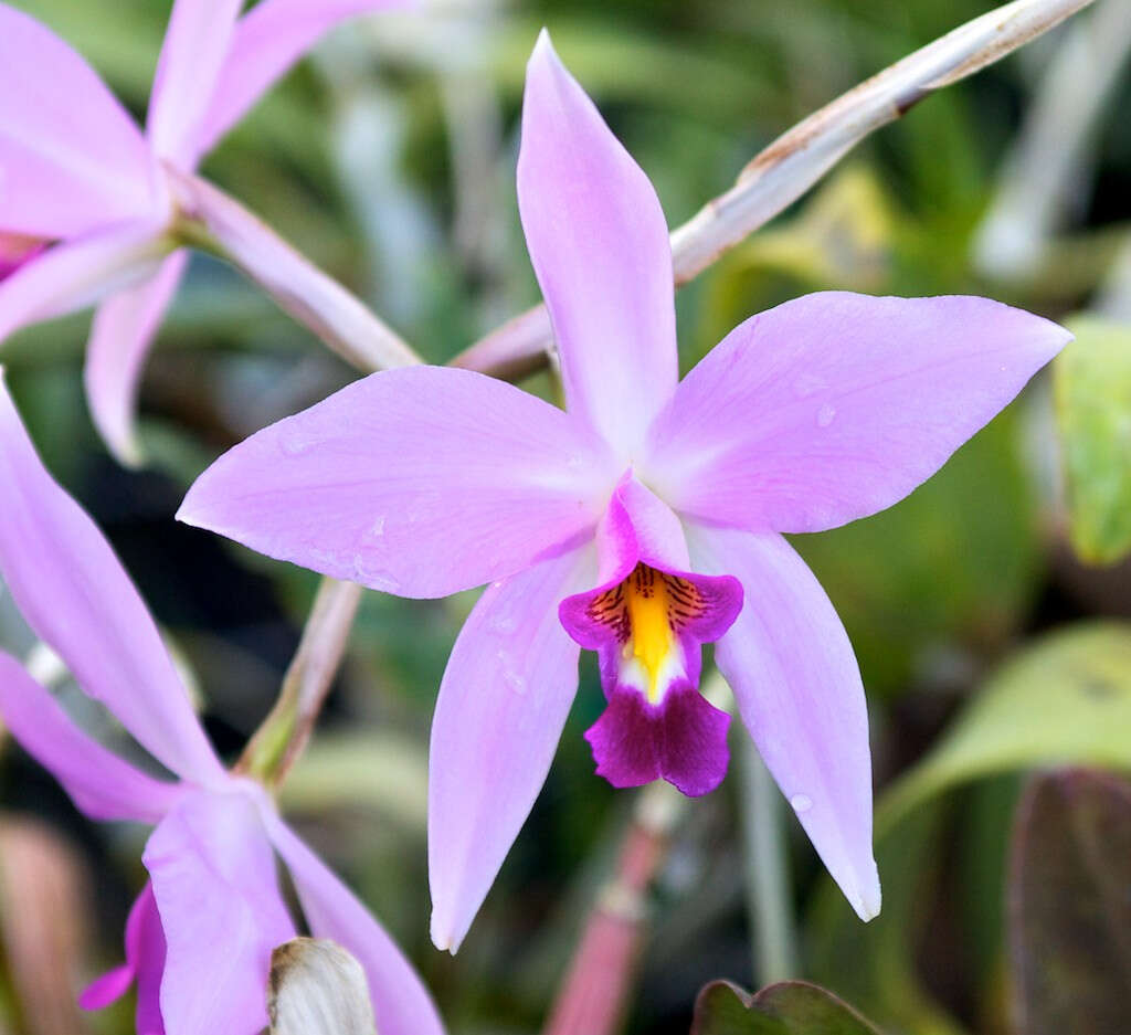 Image of Laelia anceps Lindl.