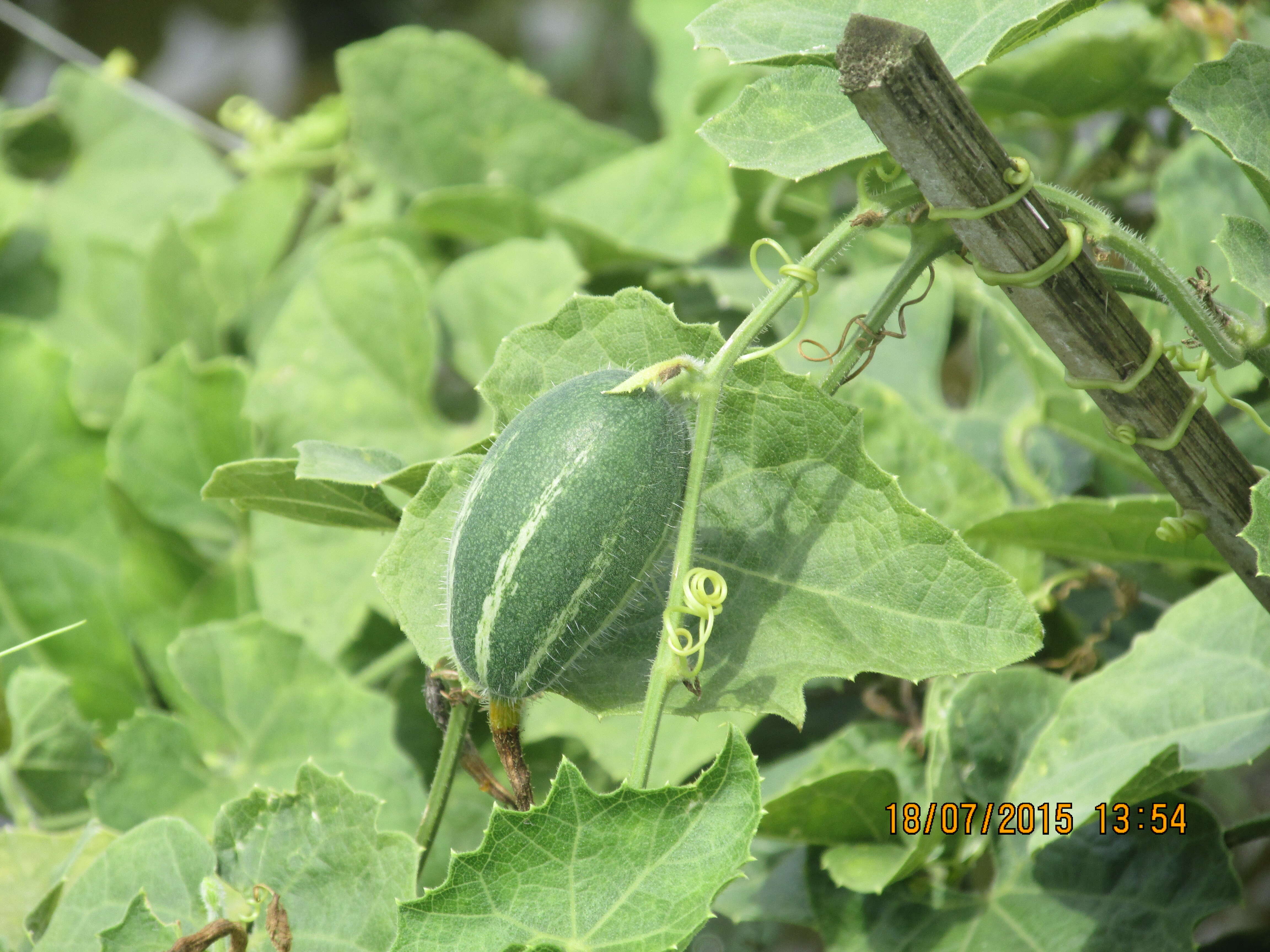 Image of pointed gourd