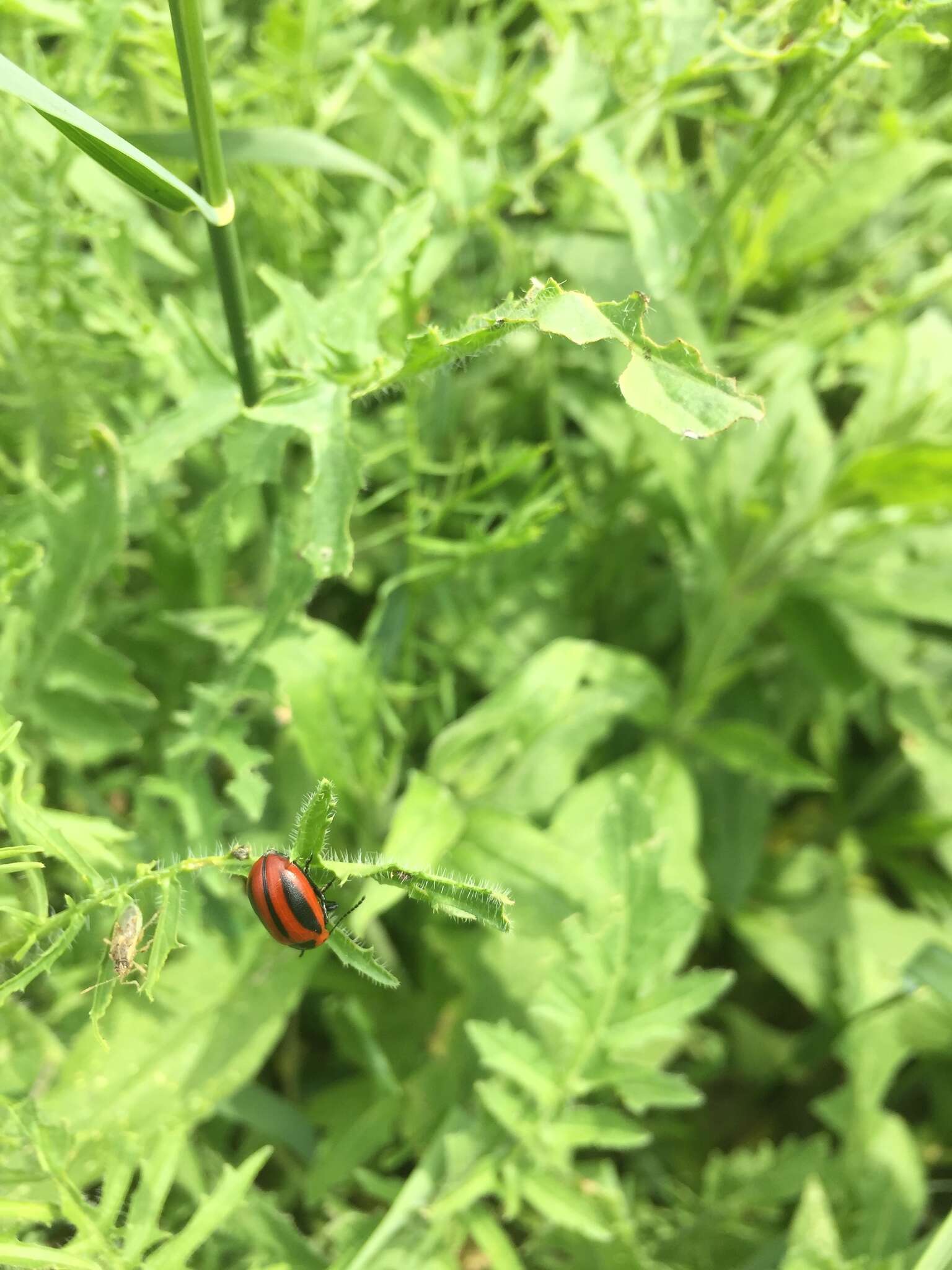 Image of Red Turnip Beetle