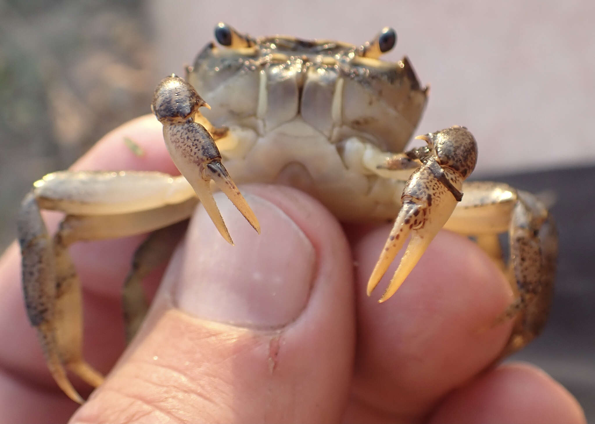 Image of Potamonautes bayonianus (Brito Capello 1864)