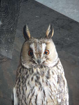 Image of Long-eared Owl