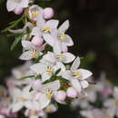 Image of Boronia citriodora subsp. paulwilsonii Duretto