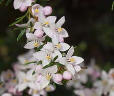 Image of Boronia citriodora subsp. paulwilsonii Duretto