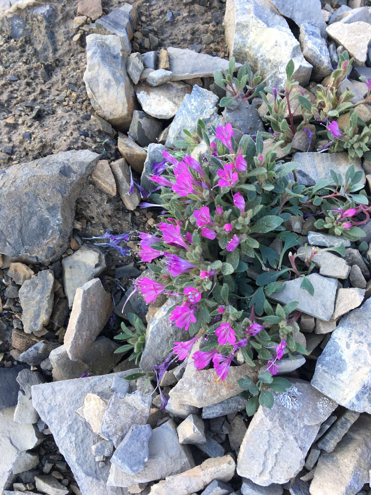 Image of Collomia debilis var. debilis