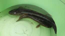 Image of Asian Snakehead