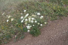 Image of Silphiodaucus hispidus