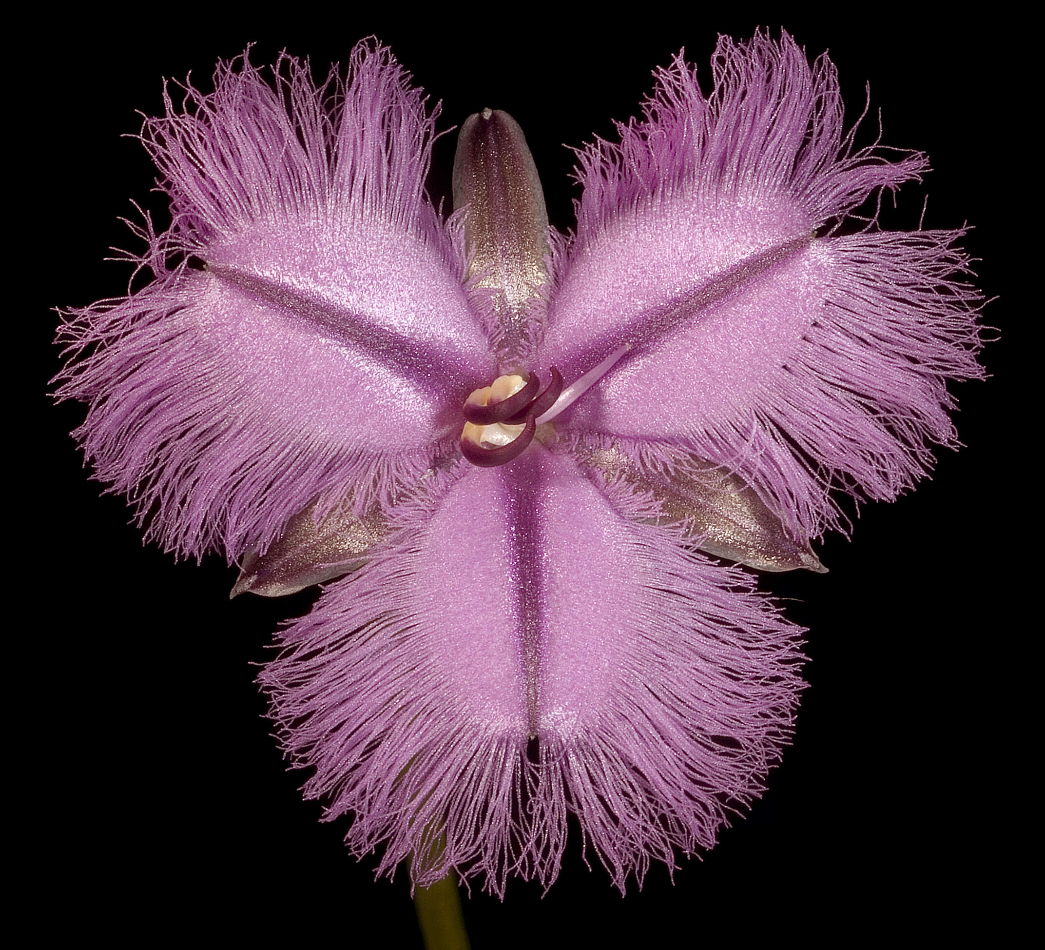 Image of Many-flowered Fringe Lily