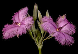 Image of Many-flowered Fringe Lily