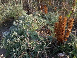 Image of southern globethistle