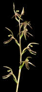 Sivun Cyrtostylis reniformis R. Br. kuva