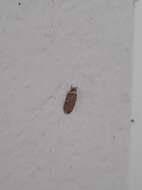 Image of Agonopterix curvipunctosa Haworth 1811