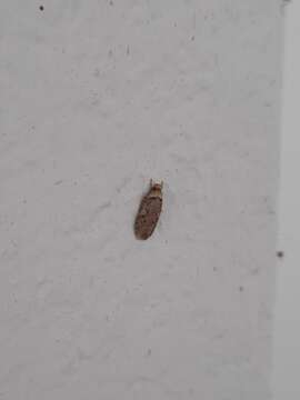 Image of Agonopterix curvipunctosa Haworth 1811