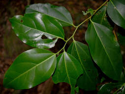 Image of silky celtis