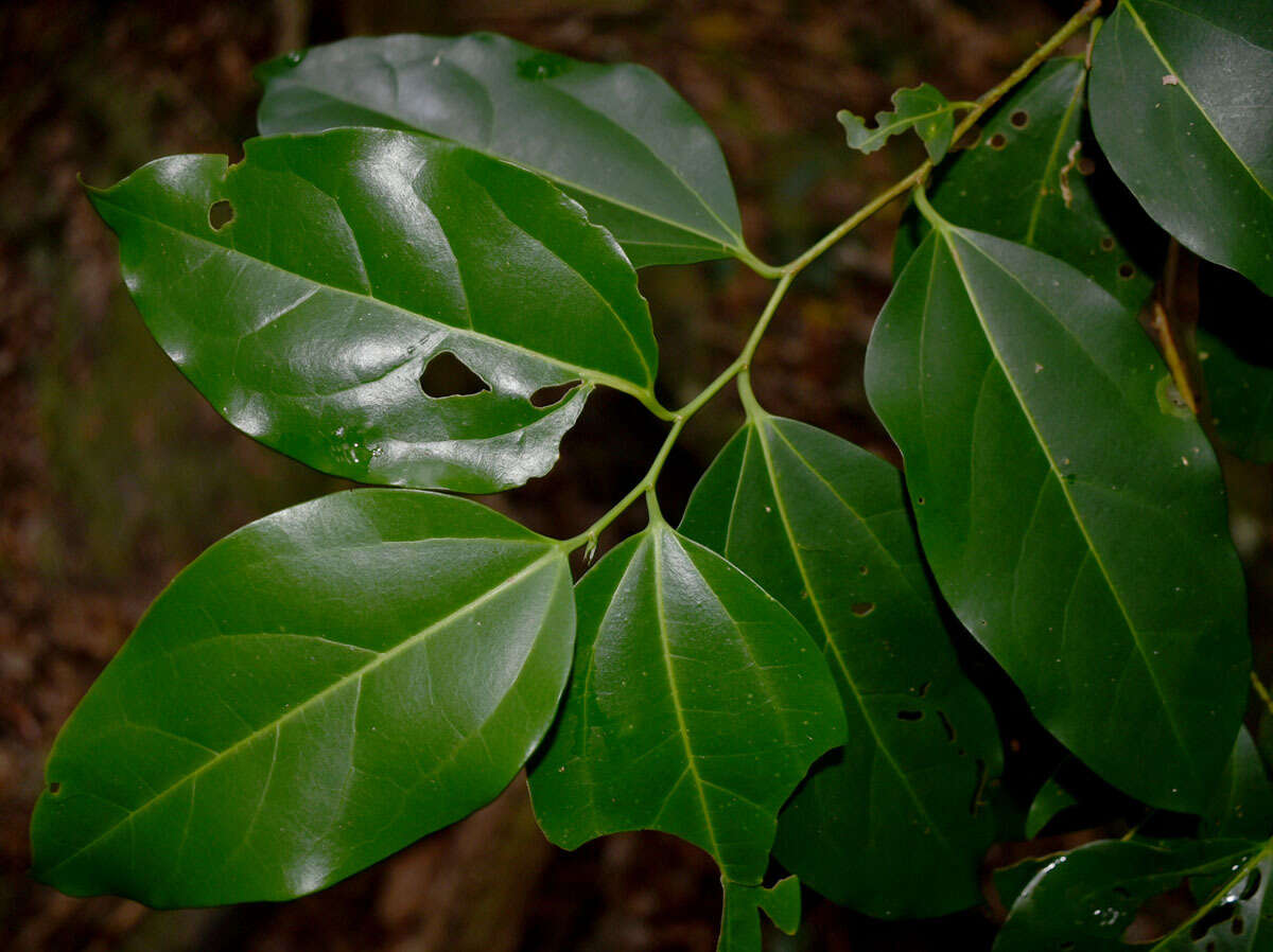 Image of silky celtis