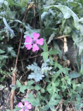 Image de Silene acutifolia Link ex Rohrb.