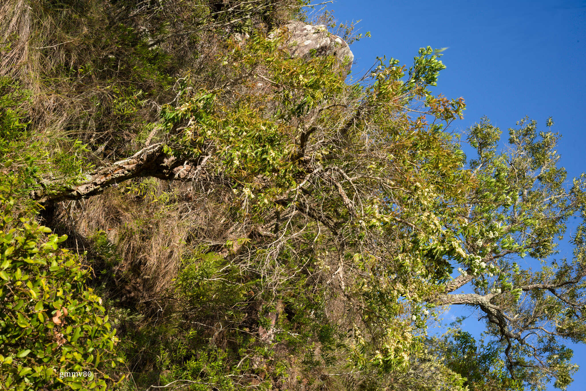 Image of Agarista eucalyptoides (Cham. & Schltdl.) G. Don