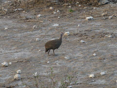 Image of Arid Helmet Guineafowl