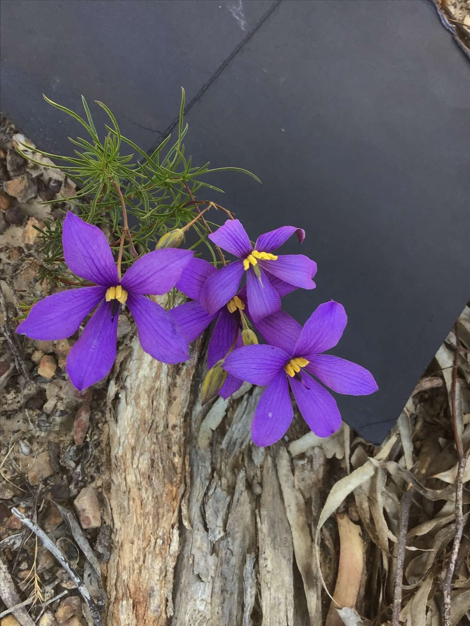 Image de Cheiranthera linearis A. Cunn.