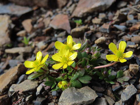 Imagem de Ranunculus nankotaizanus Ohwi