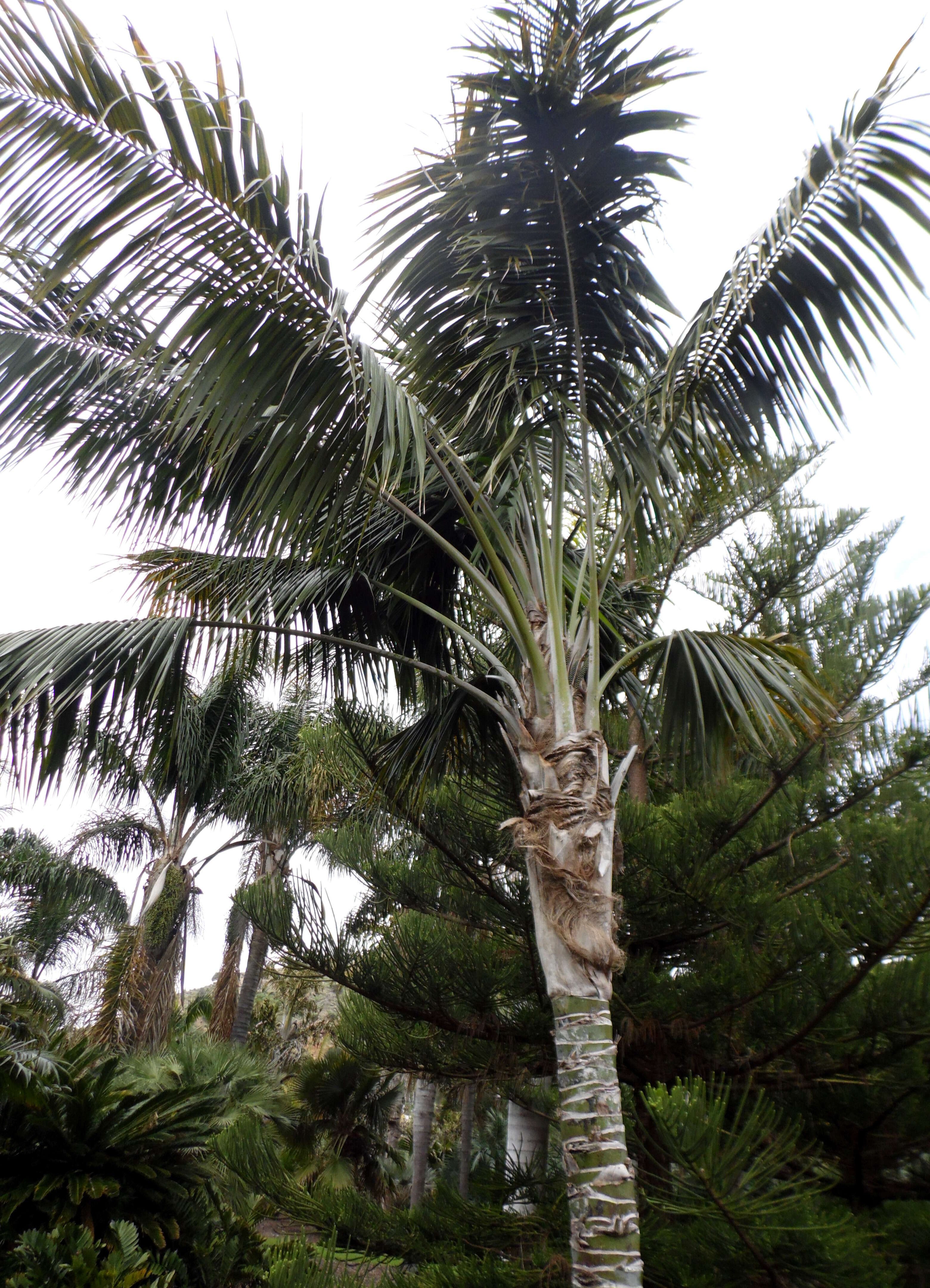 Image of Kentia Palm