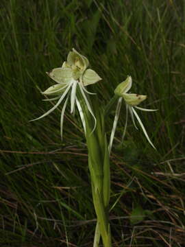 Image of Habenaria melvillei Ridl.