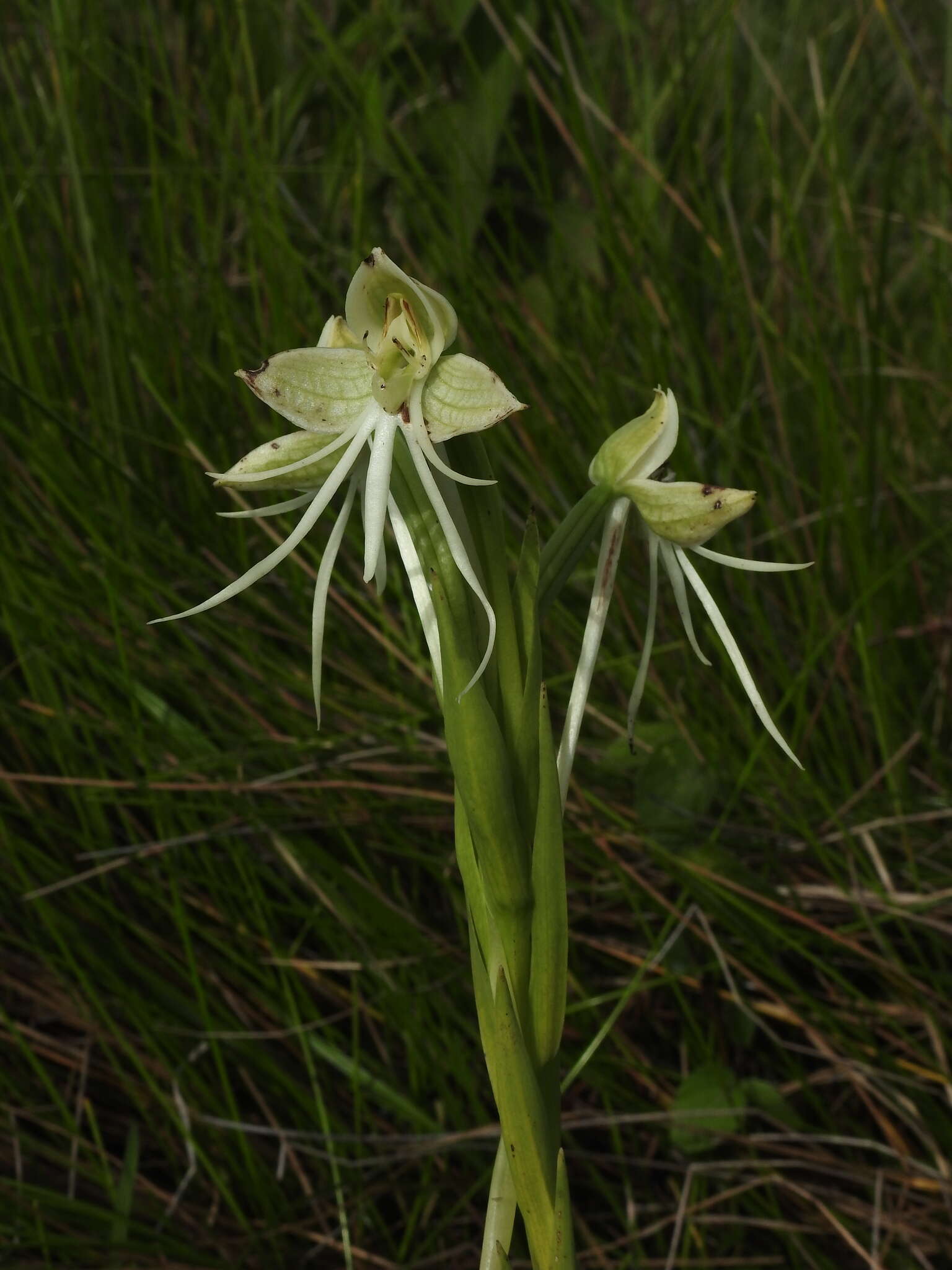 Слика од Habenaria melvillei Ridl.