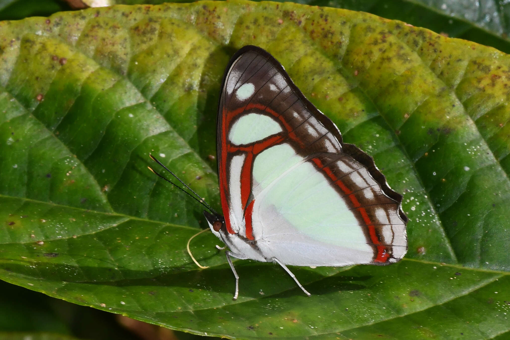 Image of Pyrrhogyra edocla Doubleday (1848)