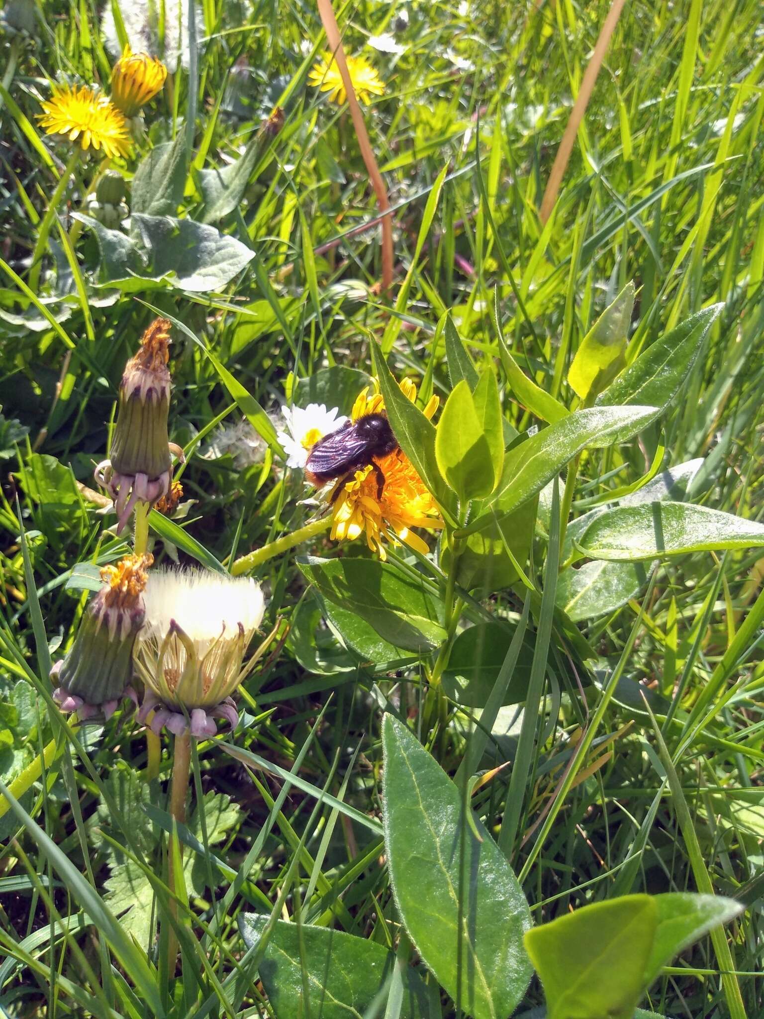 Image of Bombus rupestris (Fabricius 1793)