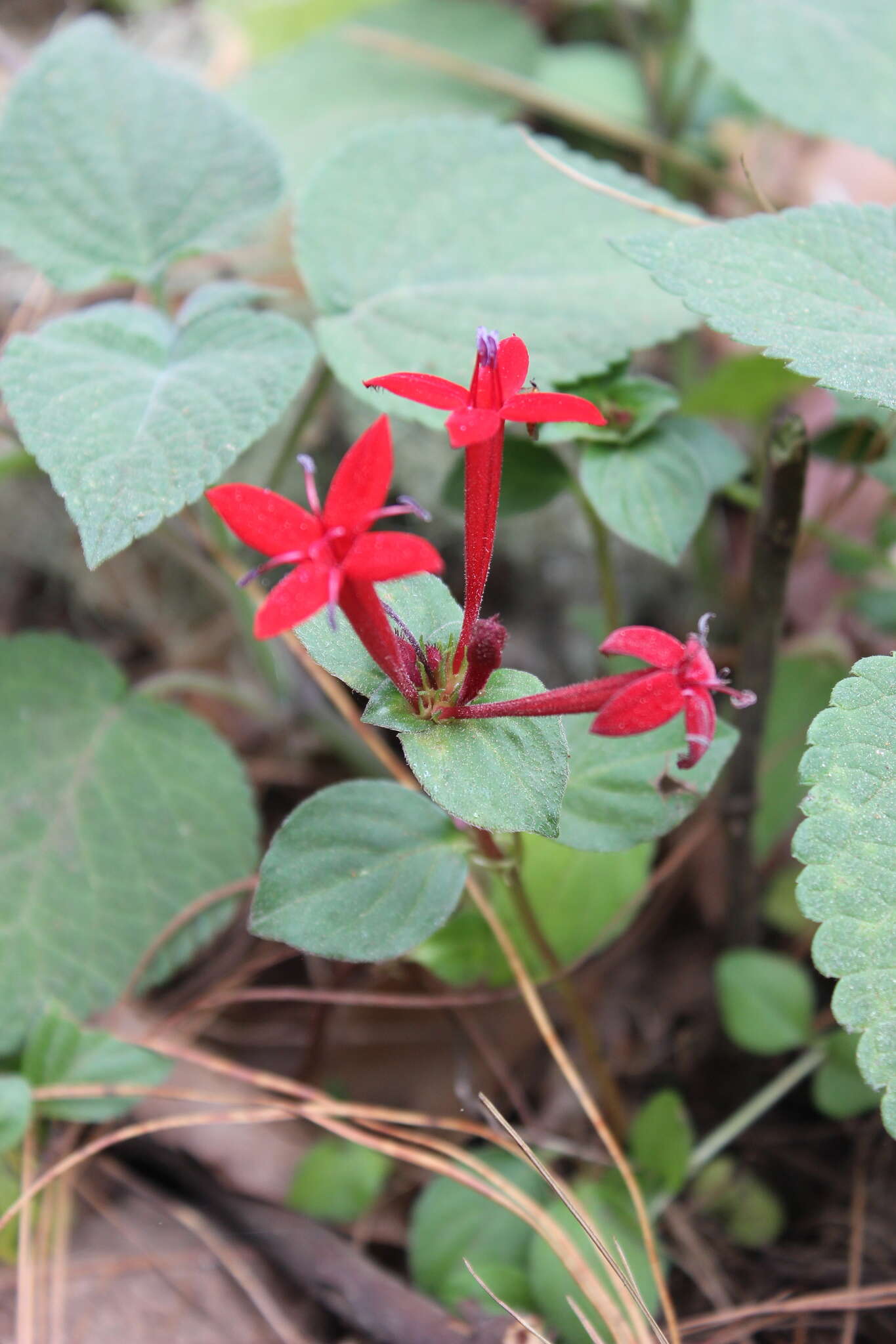 Image of Crusea coccinea DC.