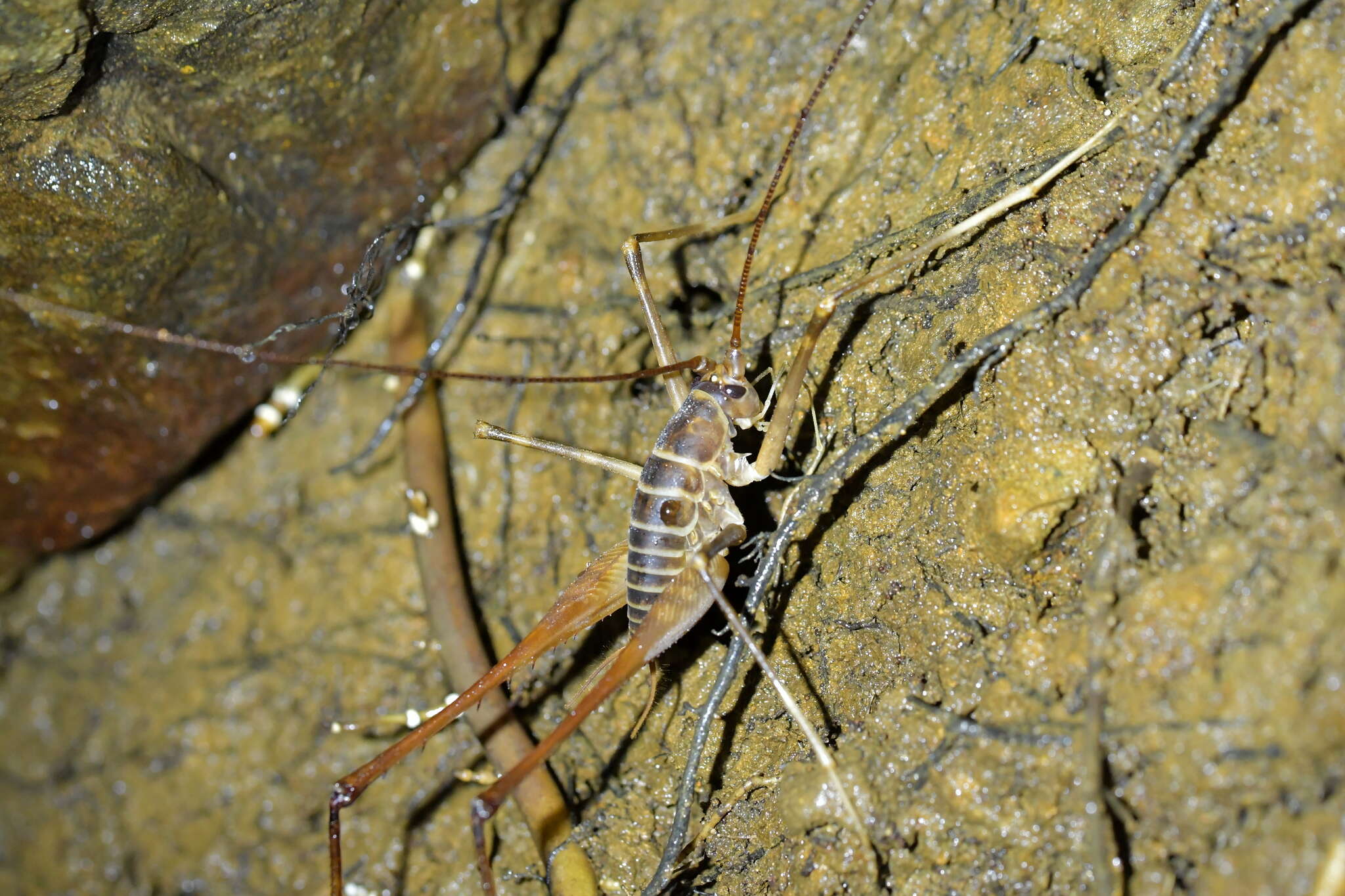 Image de Macropathus acanthocera (Milligan 1926)