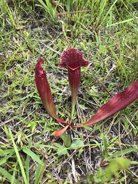 Image of pitcherplant