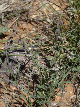 Image of velvetseed milkwort