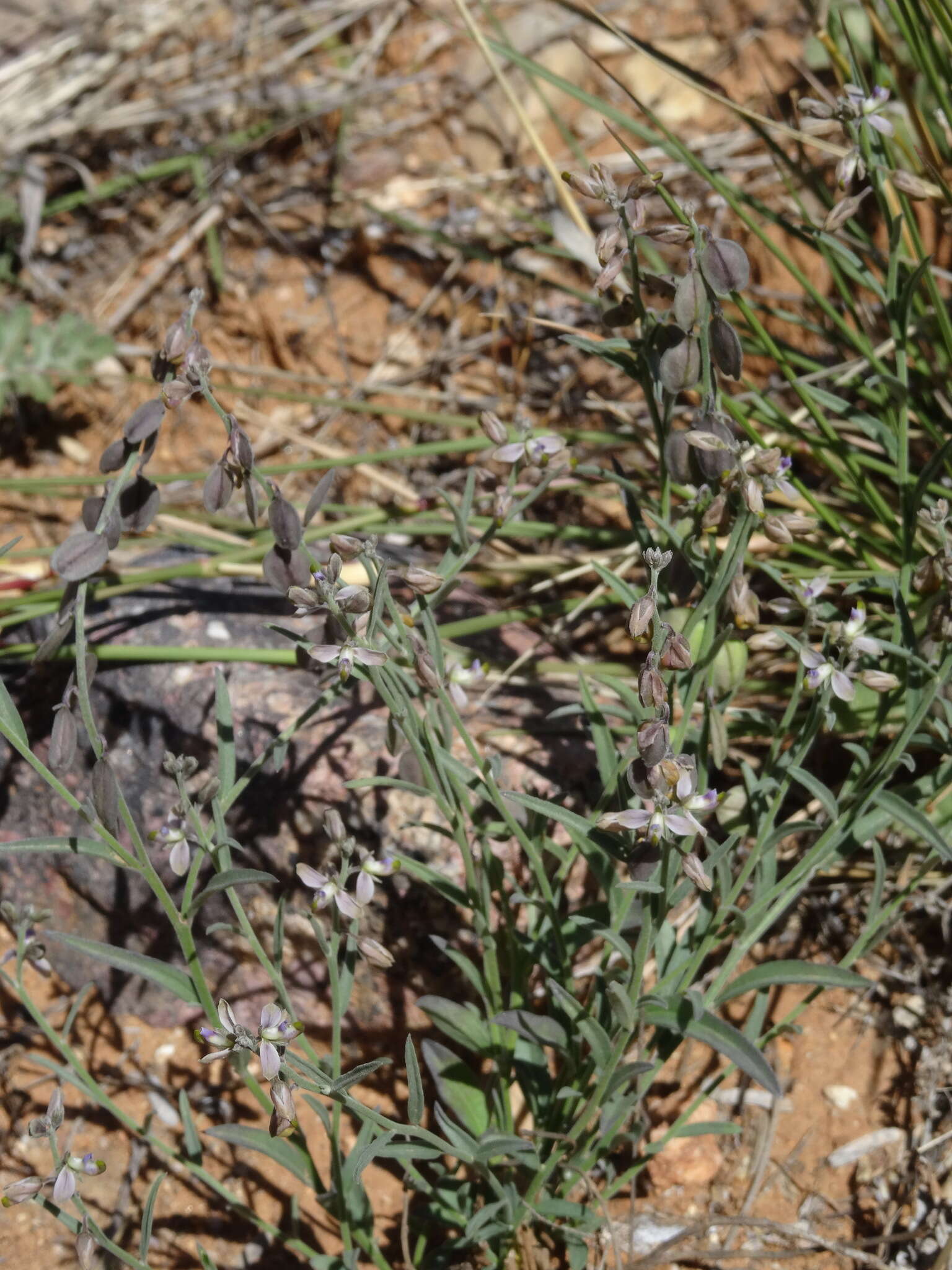 Image of velvetseed milkwort