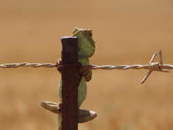 Image of Common Spiny Agama