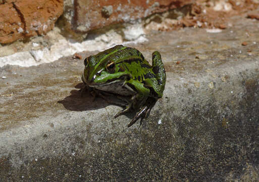 Image of Pelophylax esculentus