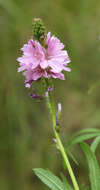 Image of Oregon checkerbloom