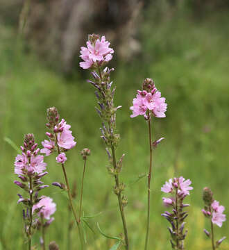 Image of Oregon checkerbloom