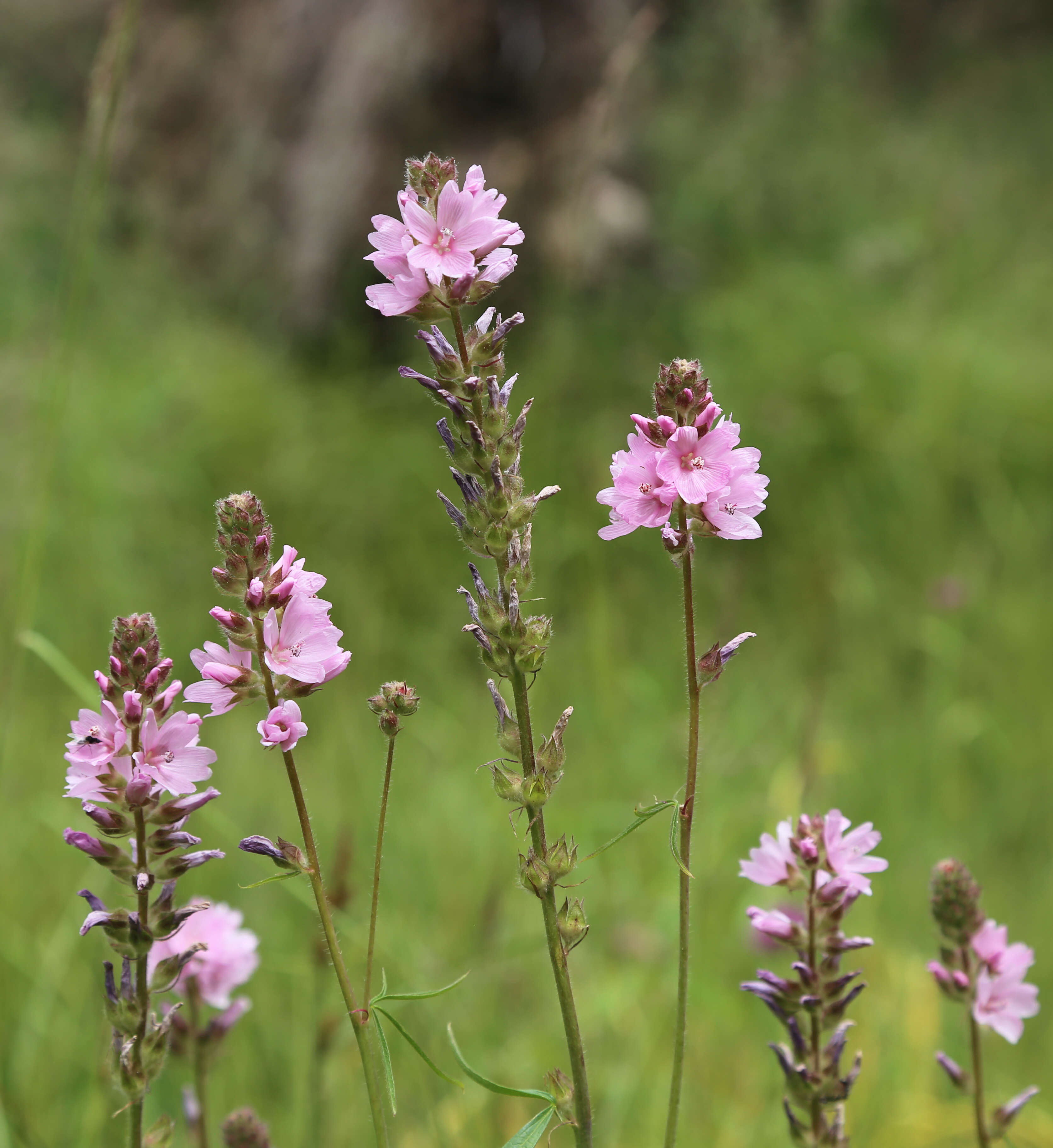 Image of Oregon checkerbloom