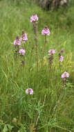 Image of Oregon checkerbloom